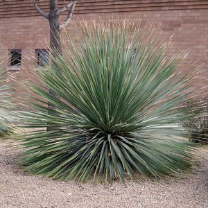 Dasylirion Wheeleri – výška 70-90cm (-12°C) 